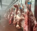 افزایش هزینه بستهبندی گوشت چقدر روی قیمت اثر دارد؟ / دبیر انجمن تولید و بستهبندی گوشت توضیح داد افزایش هزینه بستهبندی گوشت چقدر روی قیمت اثر دارد؟ / دبیر انجمن تولید و بستهبندی گوشت توضیح داد