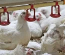 گذار ناقص به بازار آزاد؛ ریشه بحران نقدینگی و تلاطم در صنعت طیور گذار ناقص به بازار آزاد؛ ریشه بحران نقدینگی و تلاطم در صنعت طیور